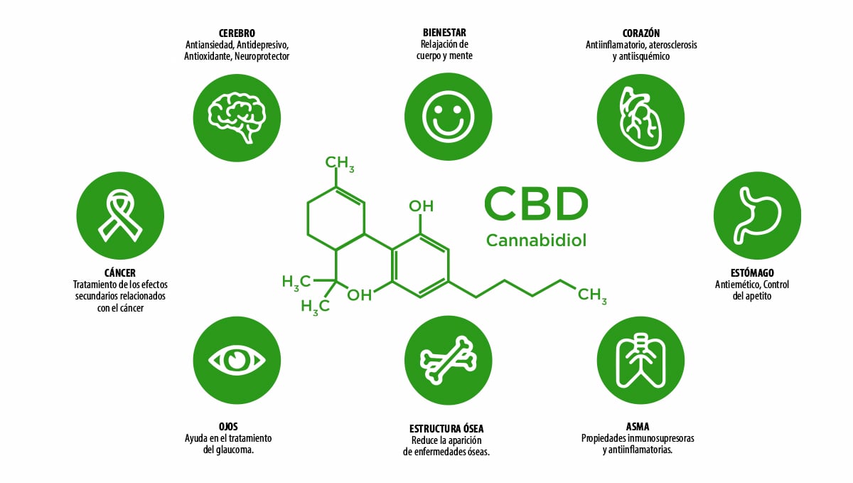 Qué es el CBD Semillas de marihuana Autoflorecientes Fast Buds