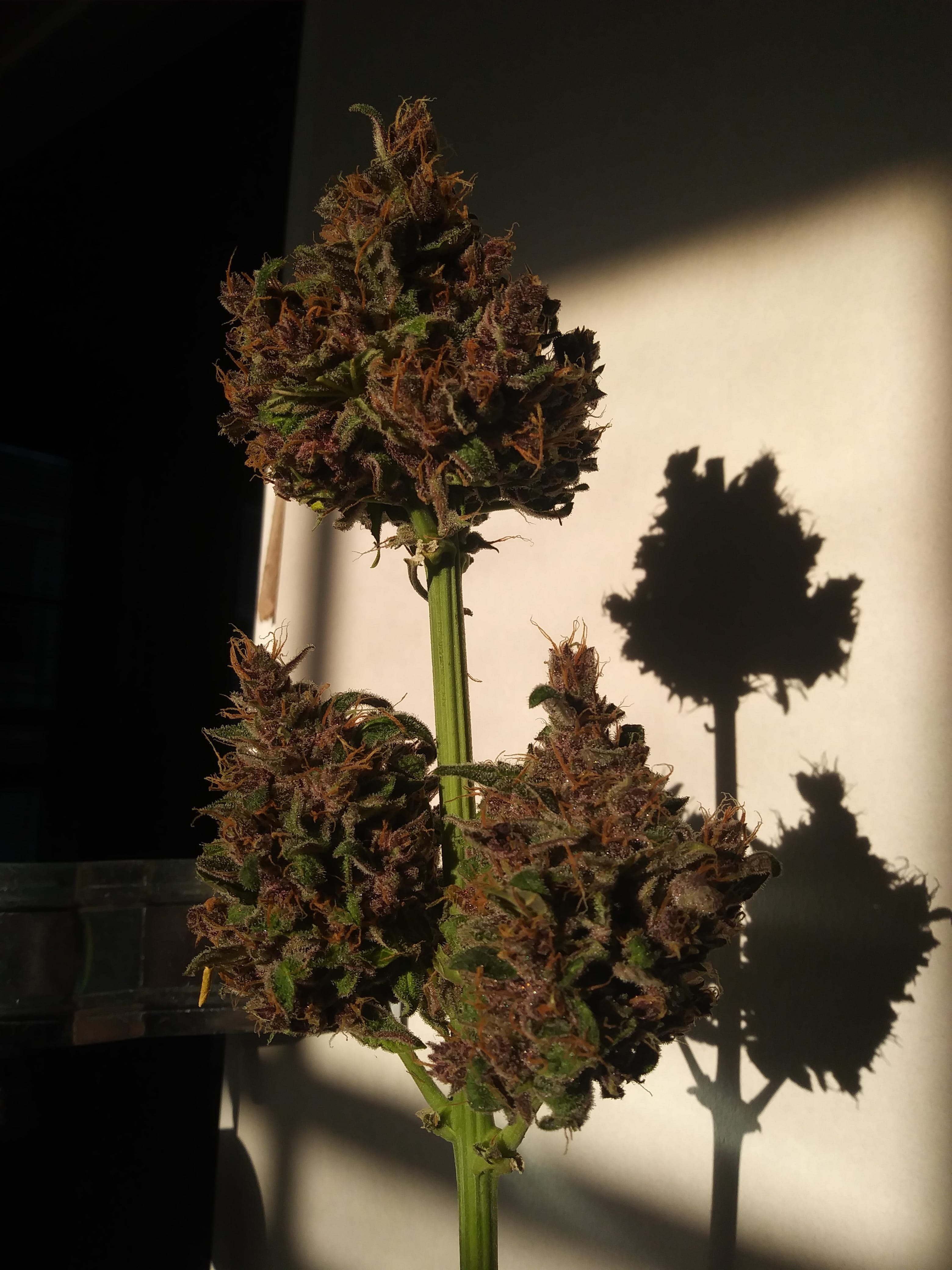 Gorilla Glue Auto Cannabis Seeds Fast Buds