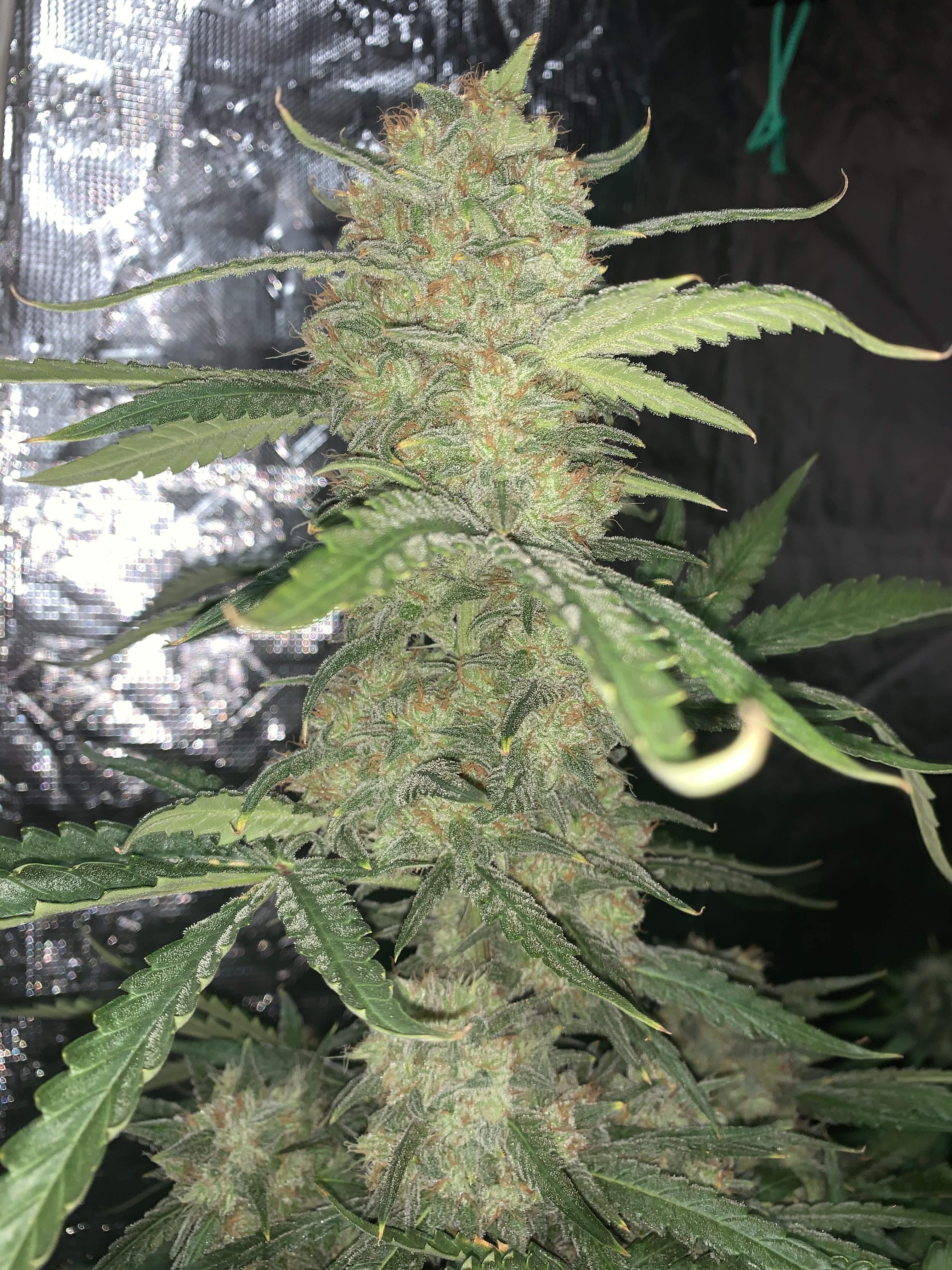 OG Kush Auto Cannabis Seeds For Sale Buy OG Kush Strain Fast Buds