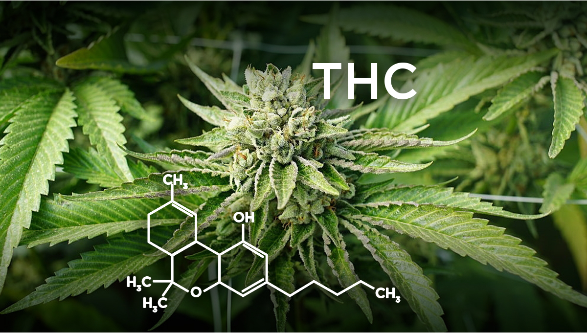 Wie Erh Ht Man Den Thc Gehalt Fast Buds Autoflowering Hanfsamen