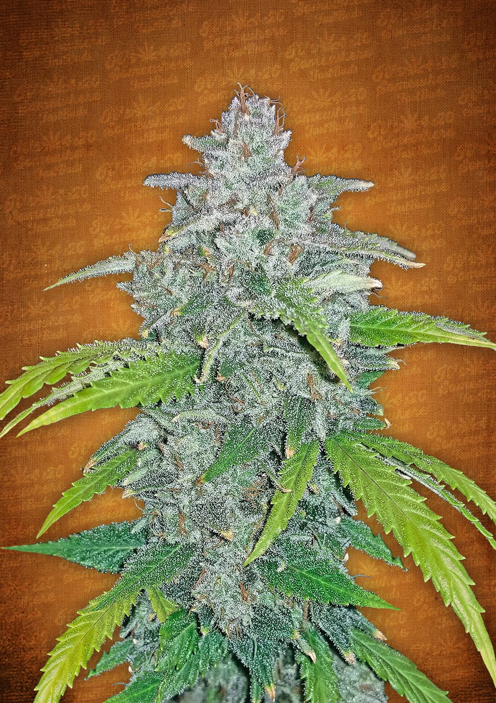 Blue Dream Seeds For Sale