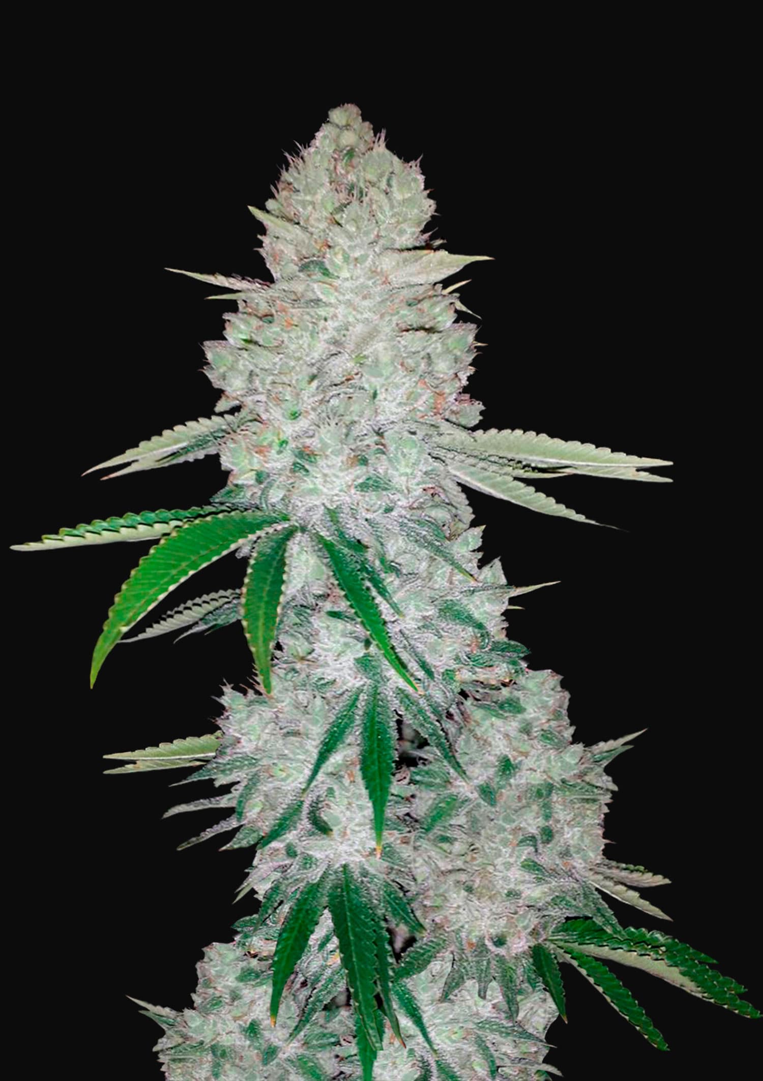 Gorilla Glue Auto Seeds - Fast Buds Autoflowering Cannabis