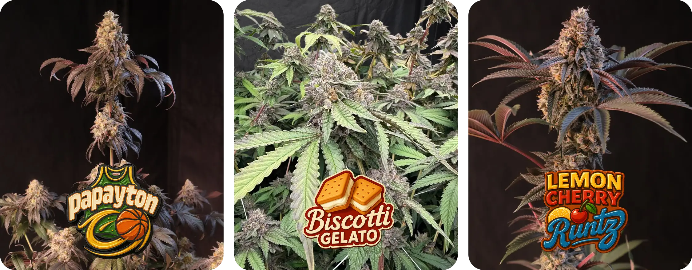 2025 photoperiods fast buds