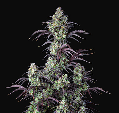 Cannabis Seeds - Buy Autoflowering Weed Seeds | Fast Buds