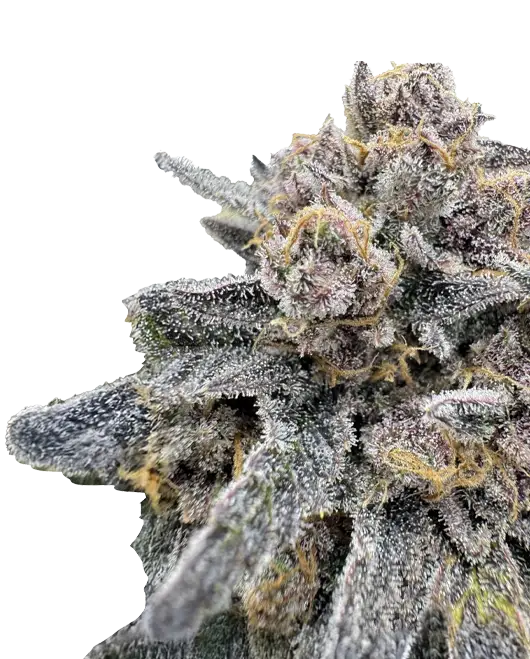 Cherry Cola Auto RF3