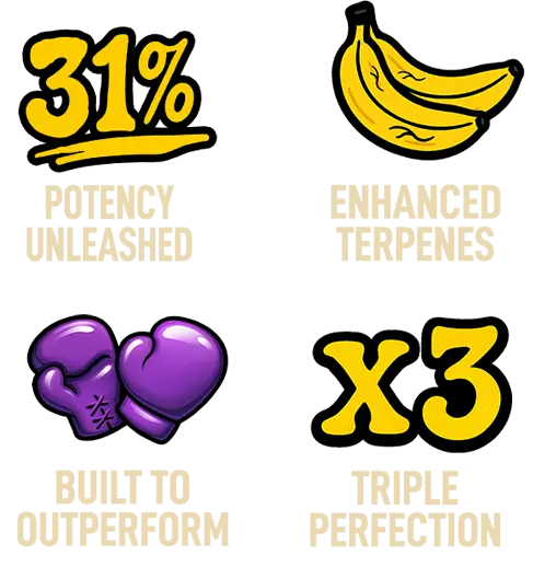 Tech of New Strain Biscotti Gelato