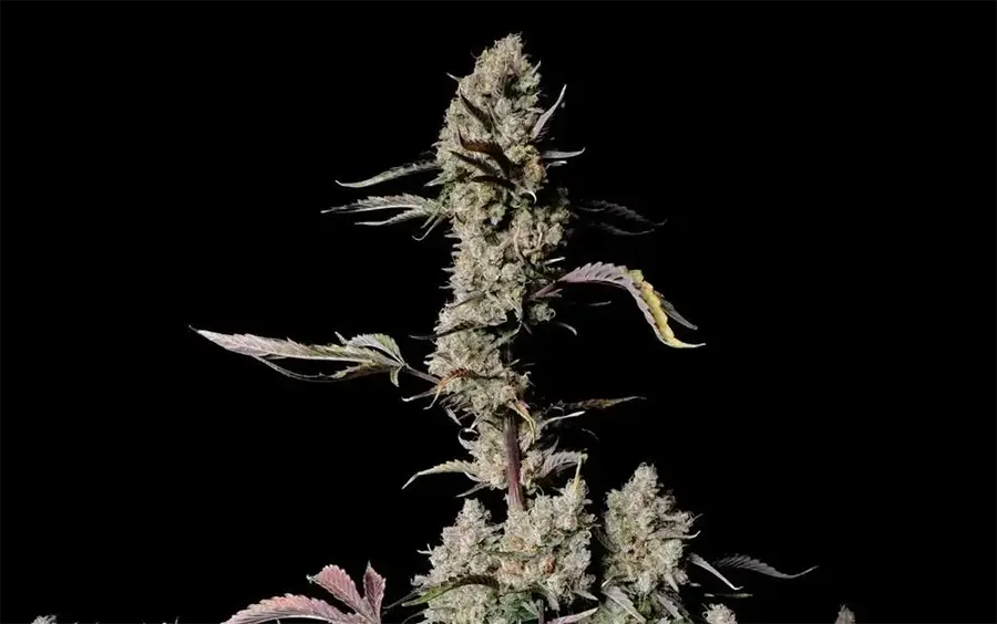 Cover Article Forbes