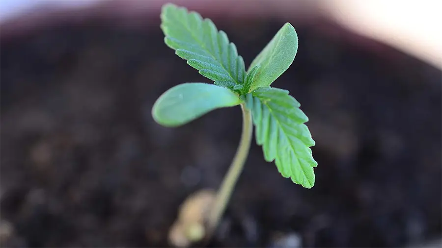 Cover Article MJBiz Daily