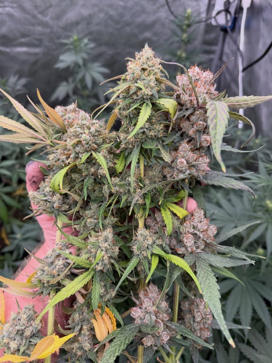 Purple Lemonade Auto RF3, day 62, trichomes gone cloudy