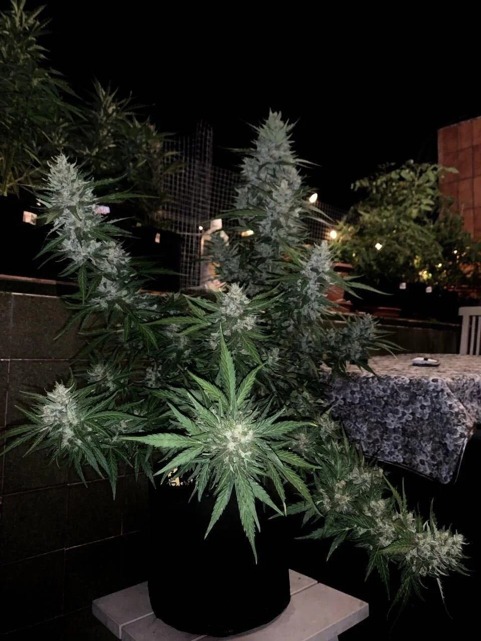 Gorilla Z Auto finishing outdoors in a black fabric pot