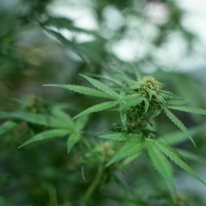 Asia International Hemp Expo & Forum 2023