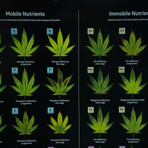 Asia International Hemp Expo & Forum 2023