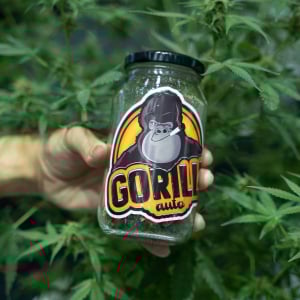 Asia International Hemp Expo & Forum 2023