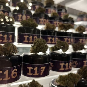 Autoflower World Cup 2024