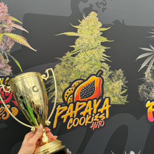 Autoflower World Cup 2024