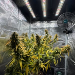 Mary Jane Berlin 2025