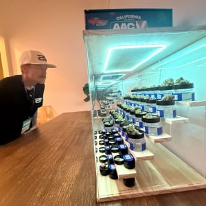 American Autoflower Cup 2026