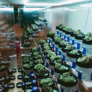 American Autoflower Cup 2026