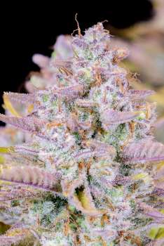 Fast Buds Autoflowering Cannabis Seeds