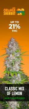 Fast Buds Autoflowering Cannabis Seeds