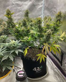 Fast Buds Autoflowering Cannabis Seeds