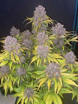 Fast Buds Autoflowering Cannabis Seeds