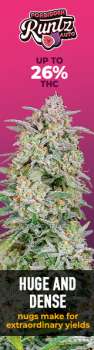 Fast Buds Autoflowering Cannabis Seeds