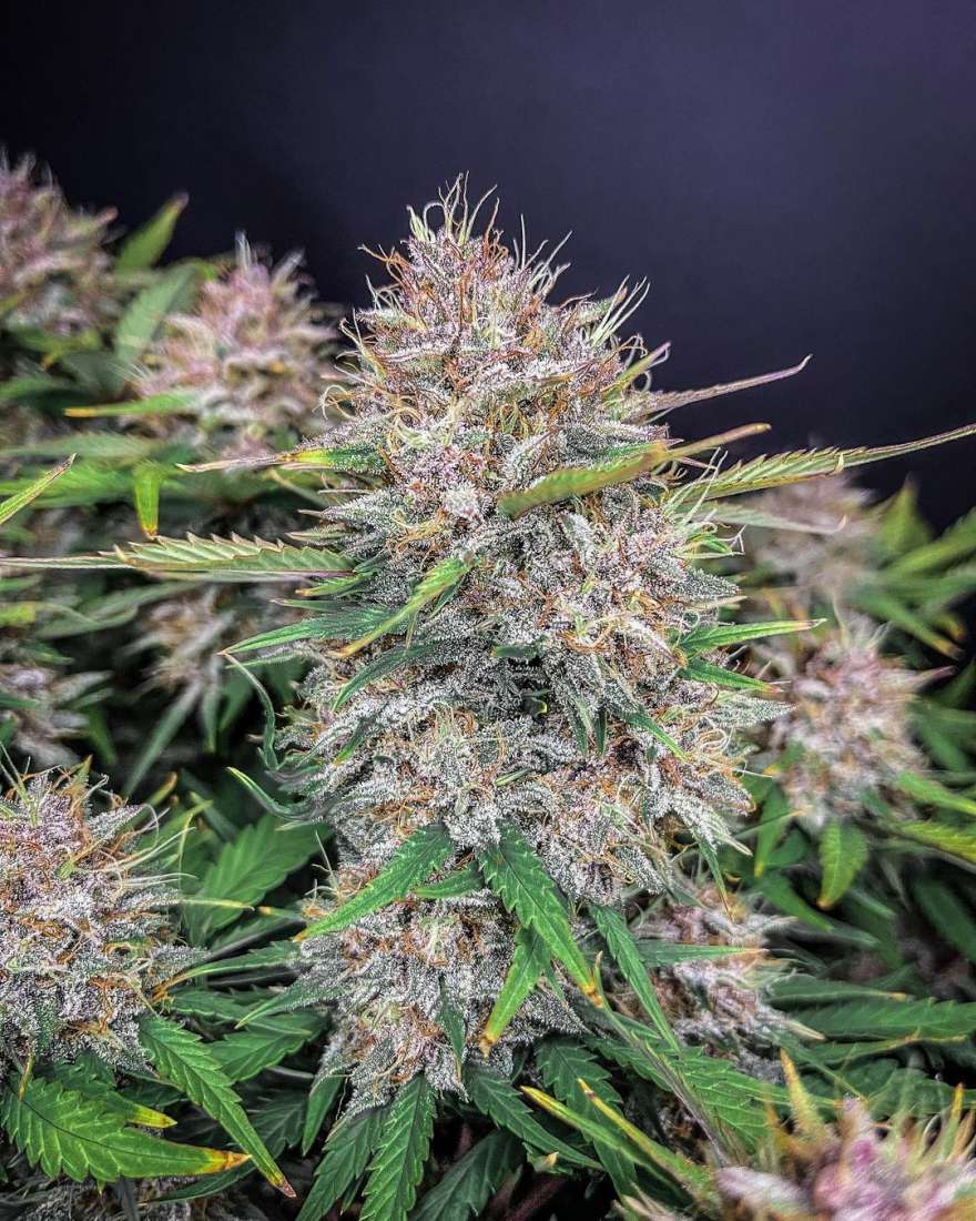 Media Sources - Purple Lemonade Auto Listing Photos | Fast Buds