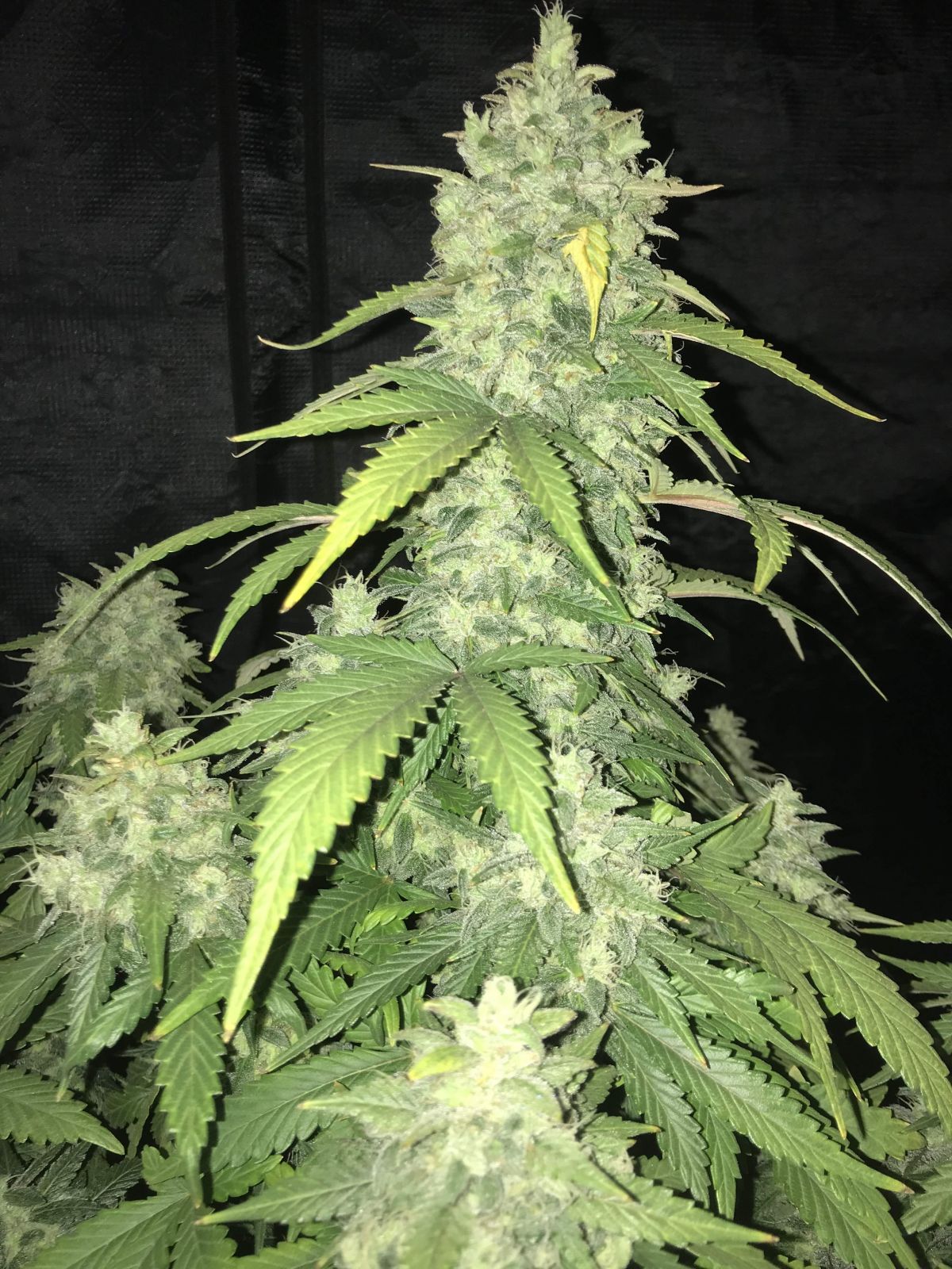 fastbuds week 10 Gorilla Glue by Fastclub