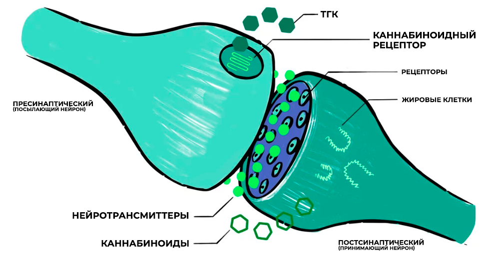Non-marijuana cannabinoids: endocannabinoid system Non-marijuana cannabinoids: endocannabinoid system