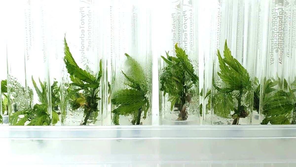 Cannabis plant tissue culture: what is it?