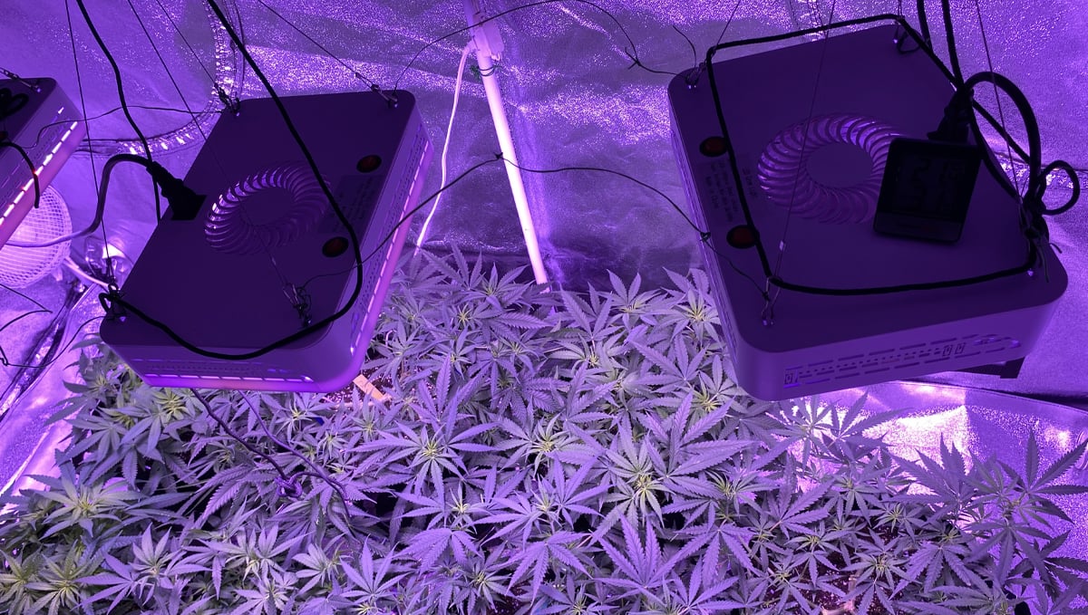 Grow Autoflowers with LEDs: leds with fans
