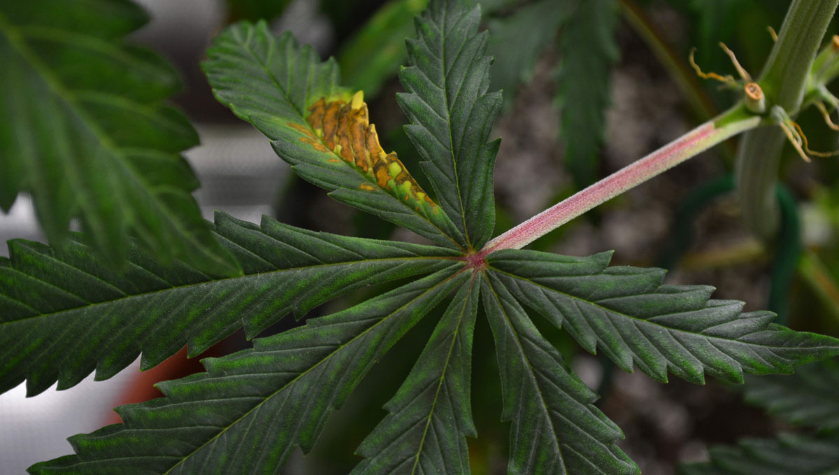 fan leaf phosphorus deficiency fan leaf phosphorus deficiency