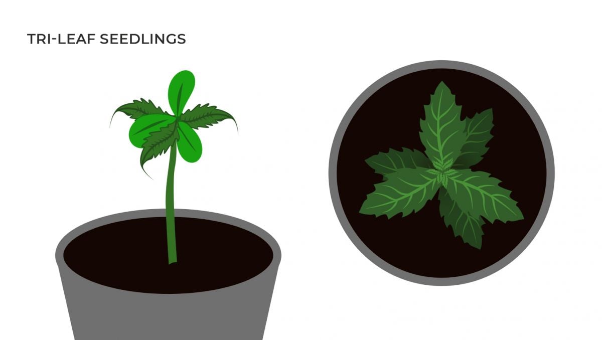 Anatomía de las plantas de cannabis: de las semillas a los cogollos -  Semillas de marihuana Autoflorecientes Fast Buds