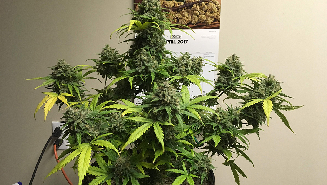 Fast Buds Gorilla Glue Strain