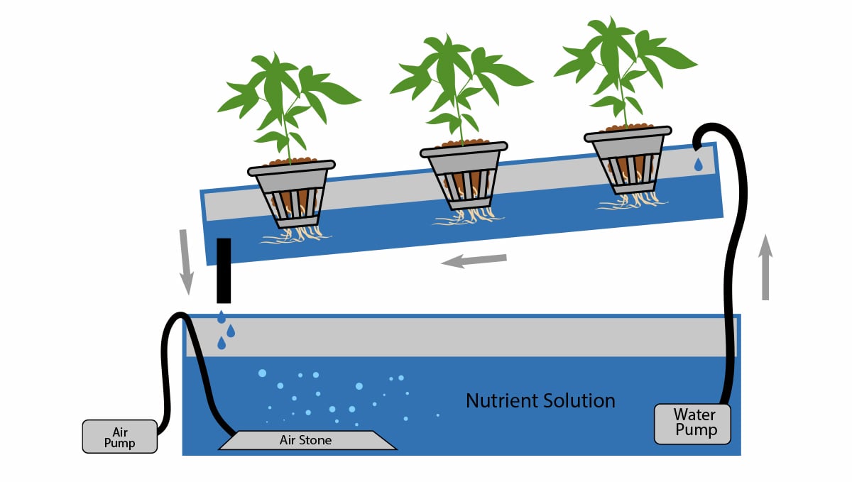 Autoflowering cannabis in hydro: nutrient film technique