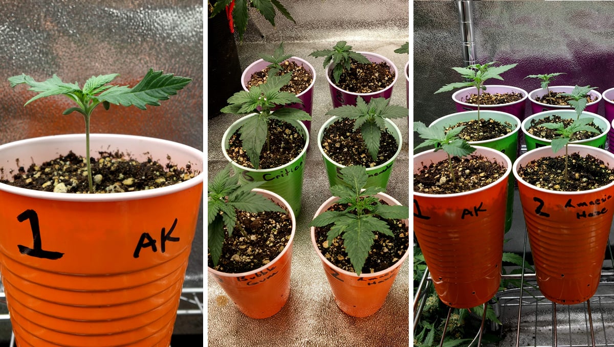 How to grow ak 47 weed indoors