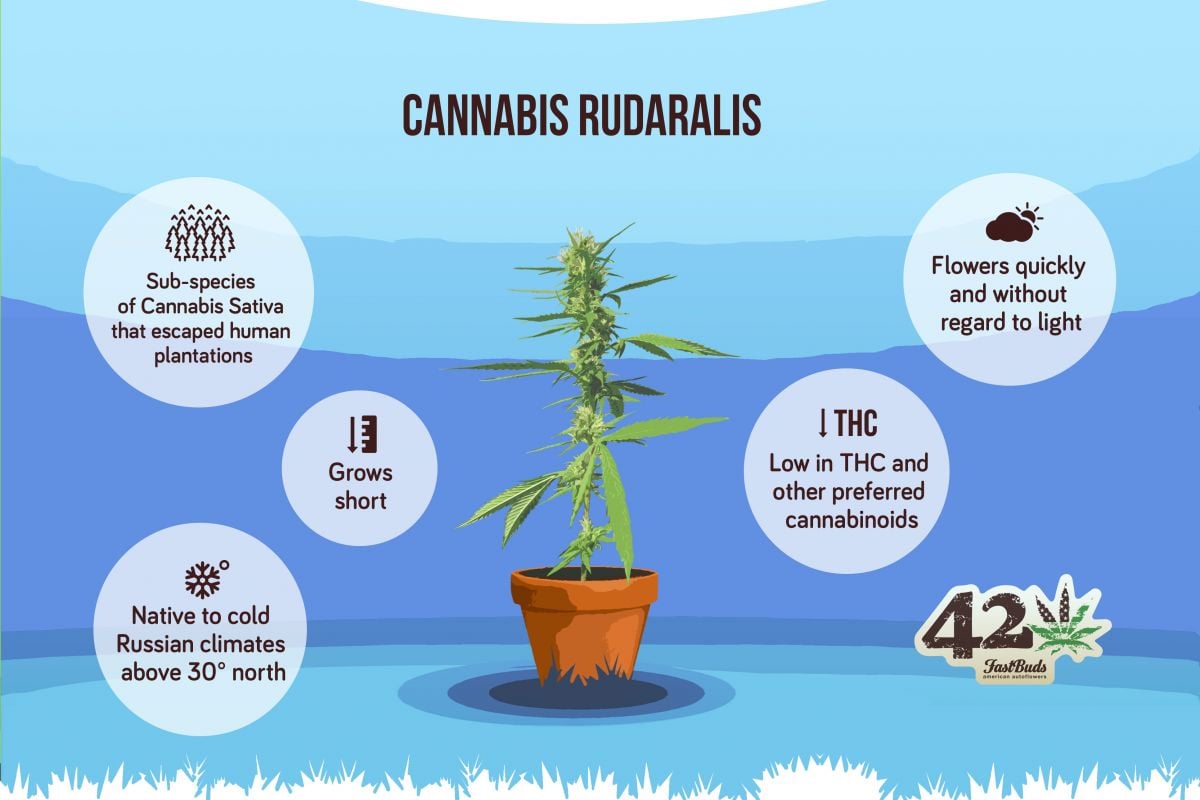 An infographic describing cannabis rudarlis
