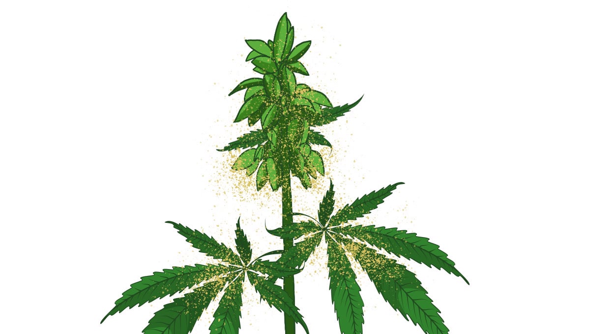 Мужская конопля пыльца листья марихуаны курят