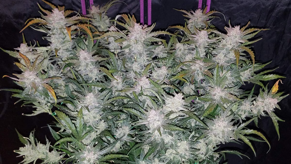 Top 10 Cheap seeds: mexican airlines auto
