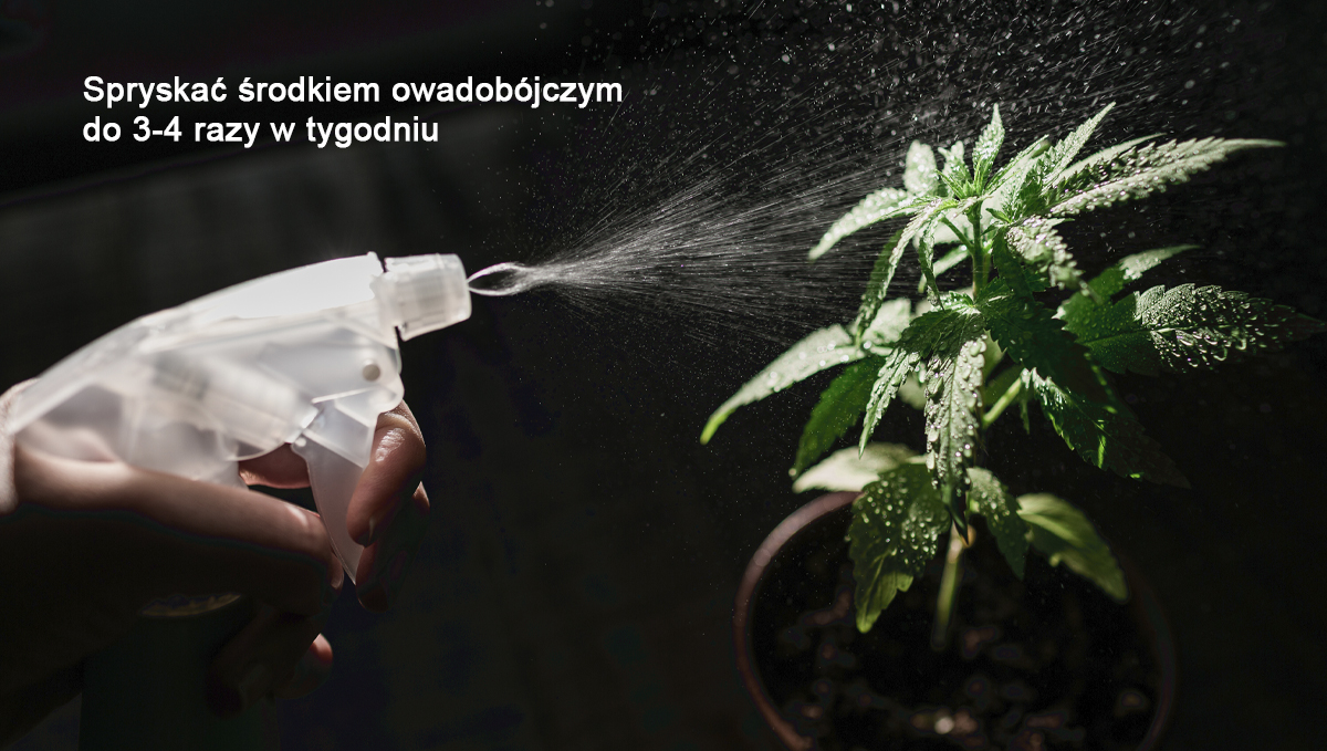 Broad mites: how to deal