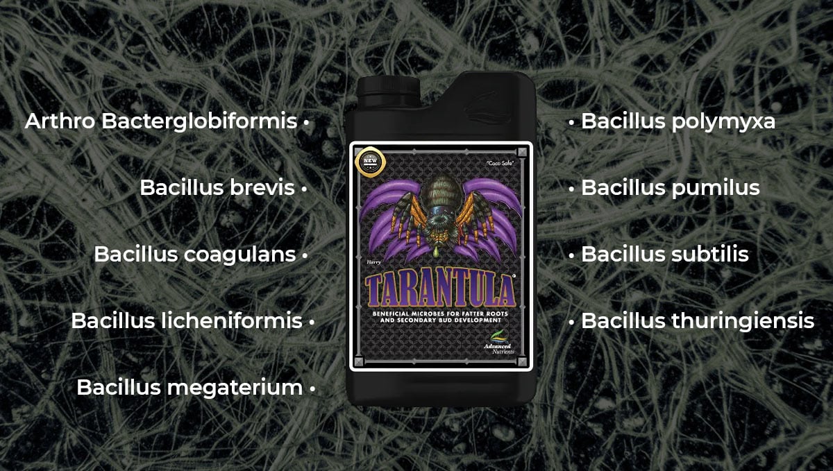 Advanced nutrients for autoflowers: tarantula