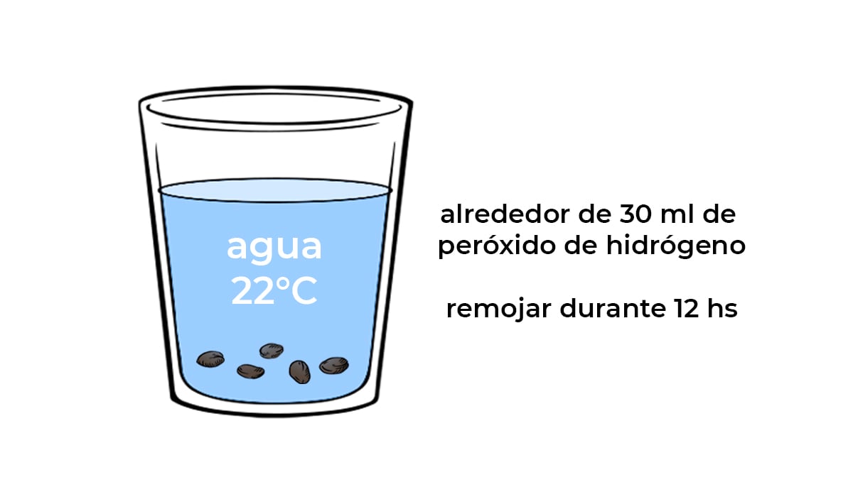 Método de germinación: agua suplementada