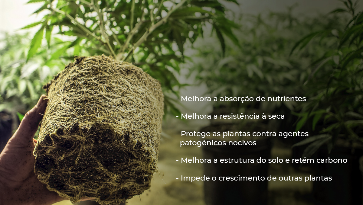 Cannabis e micorrizas: benefícios