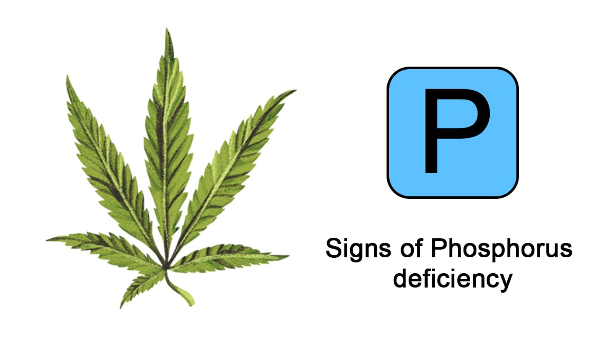 Cannabis nutrient deficiencies: phosphorus