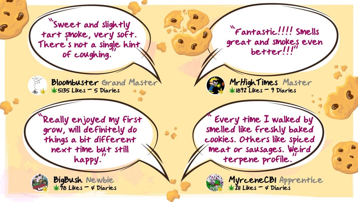 Gorilla Cookies Auto Cannabis Strain Week-by-Week Guide: Growers review the smoke