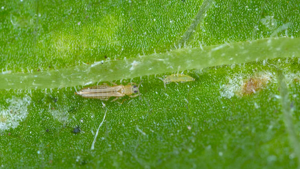 Most Common Pests in Cannabis Plants: Thrips on Cannabis Plant