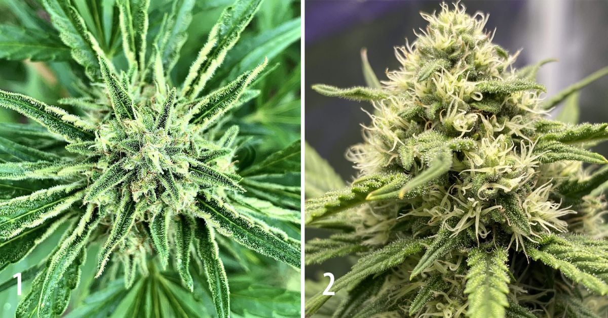 Harvest Your Autoflowering Cannabis: ripening of the buds on week 9