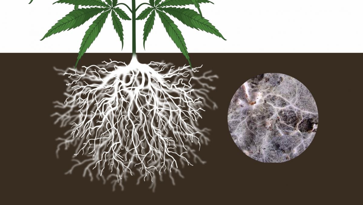 Benefits of microorganisms: endo mycorrhizae
