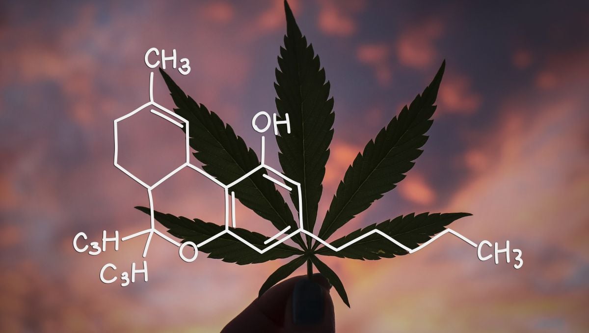 Cannabis's CBN molecule structure 